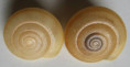 /products/euhadra-sp/